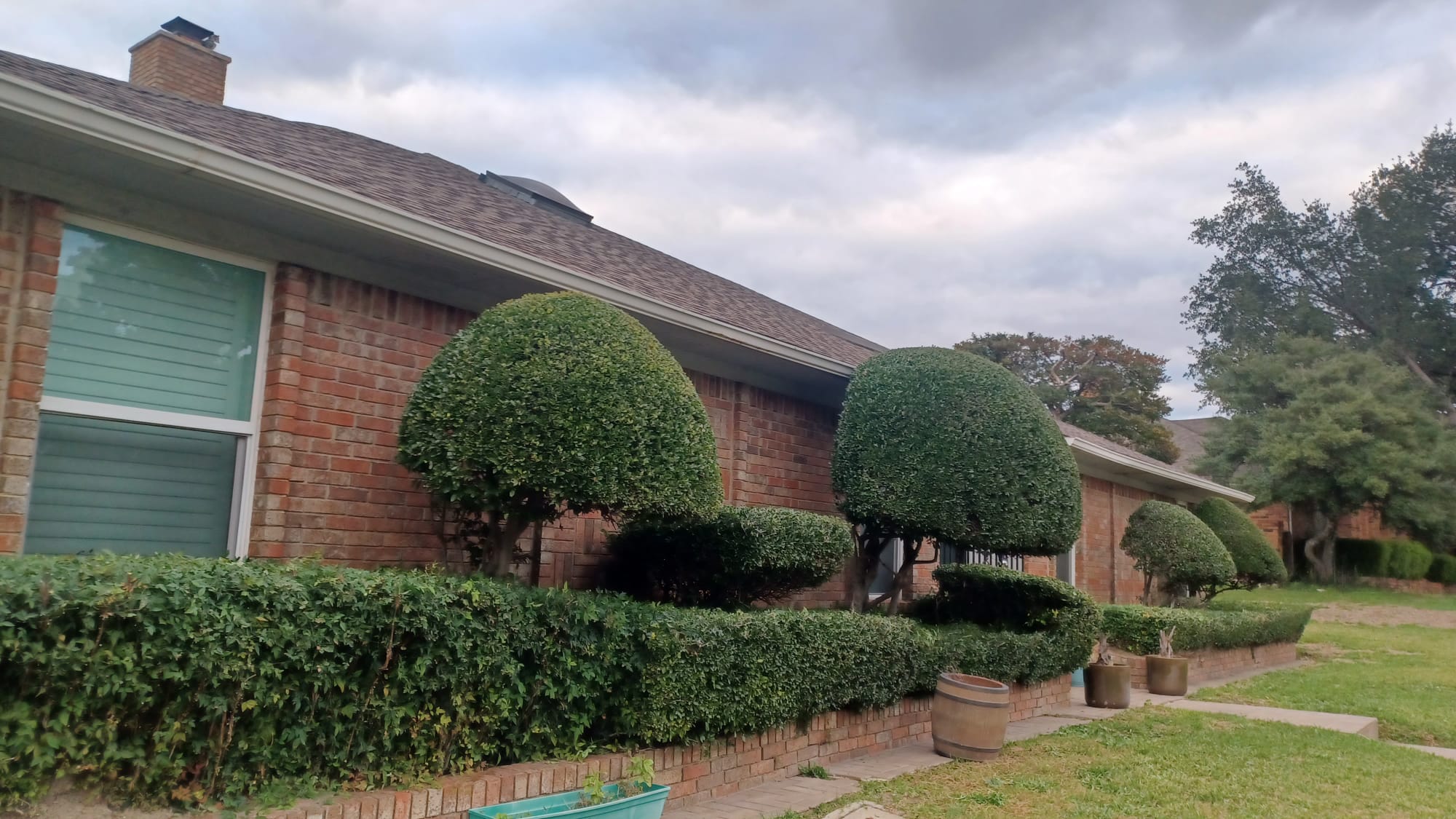 Bushes Trimming service
