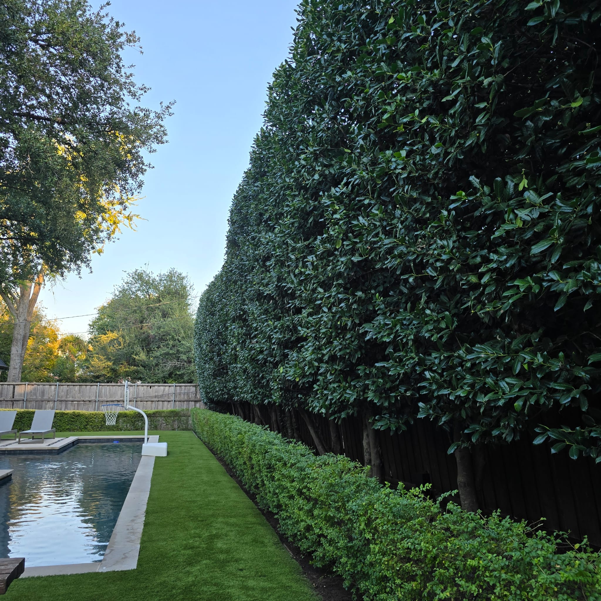 Bushes Trimming service
