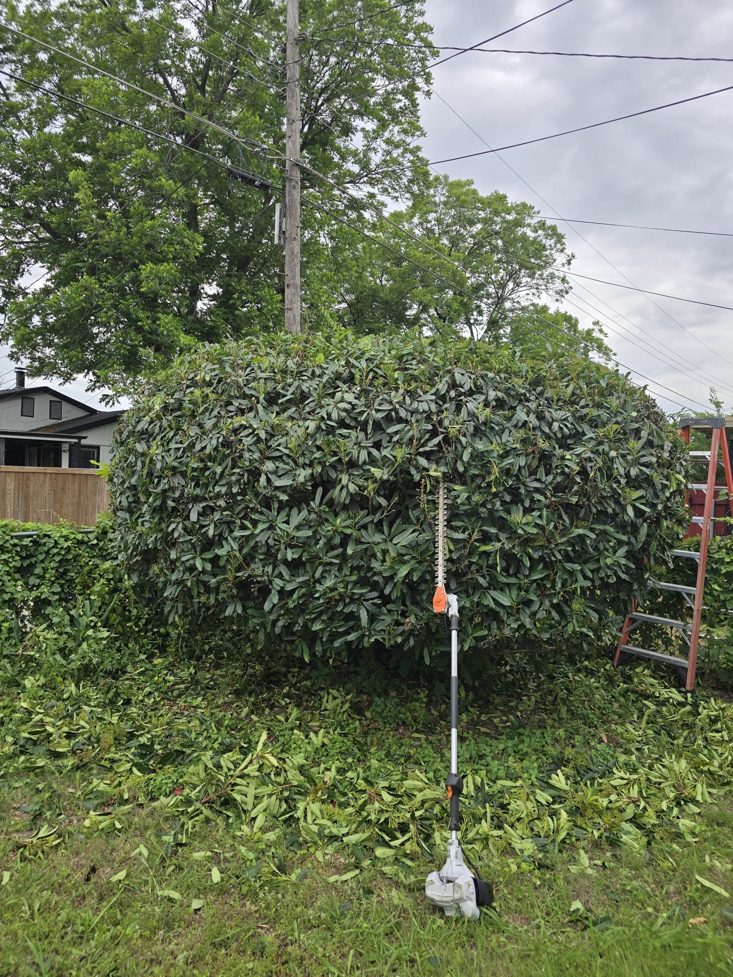 Bushes Trimming service