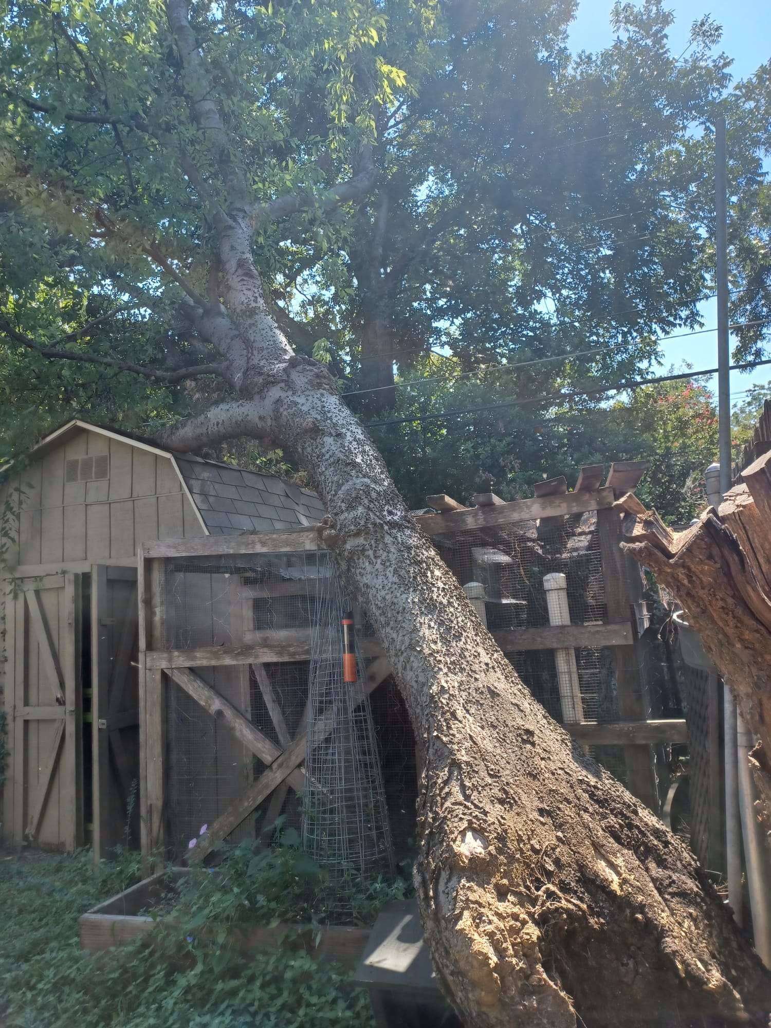 Dangerous Trees service