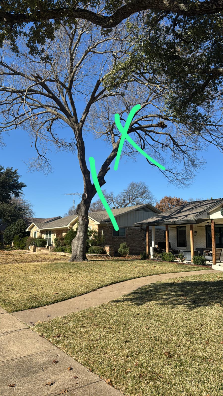 Dangerous Trees service