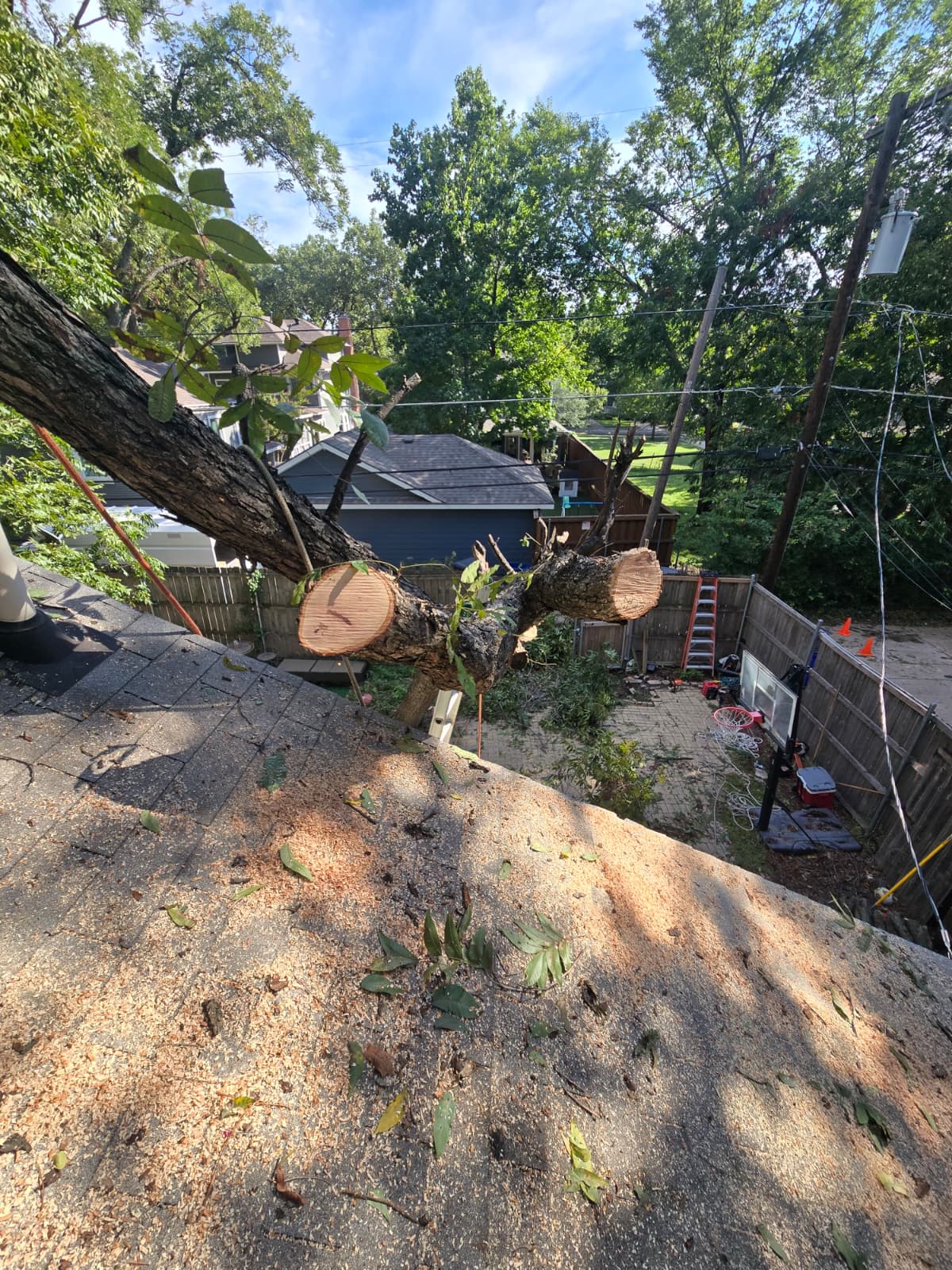 Dangerous Trees service