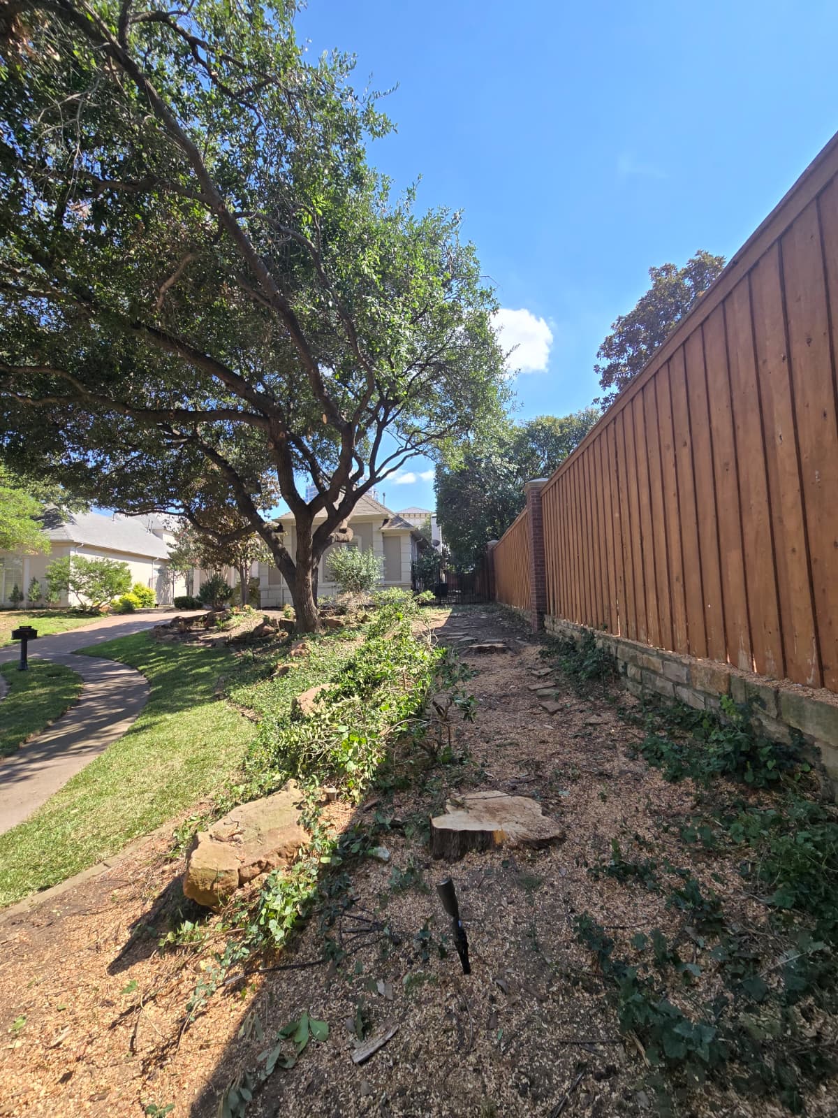 Tree Removal service
