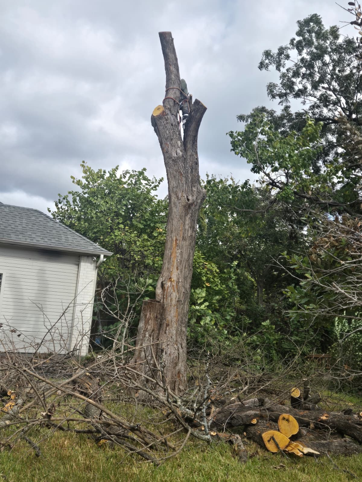 Tree Removal service