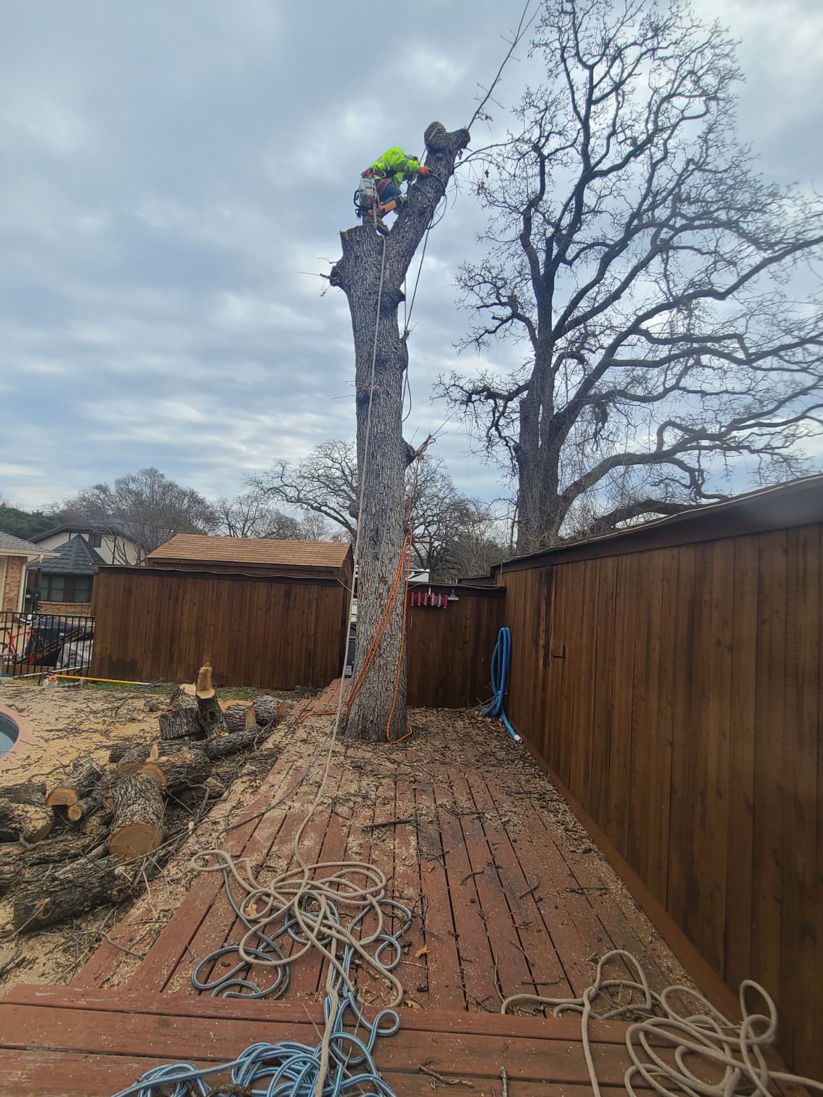Tree Removal service