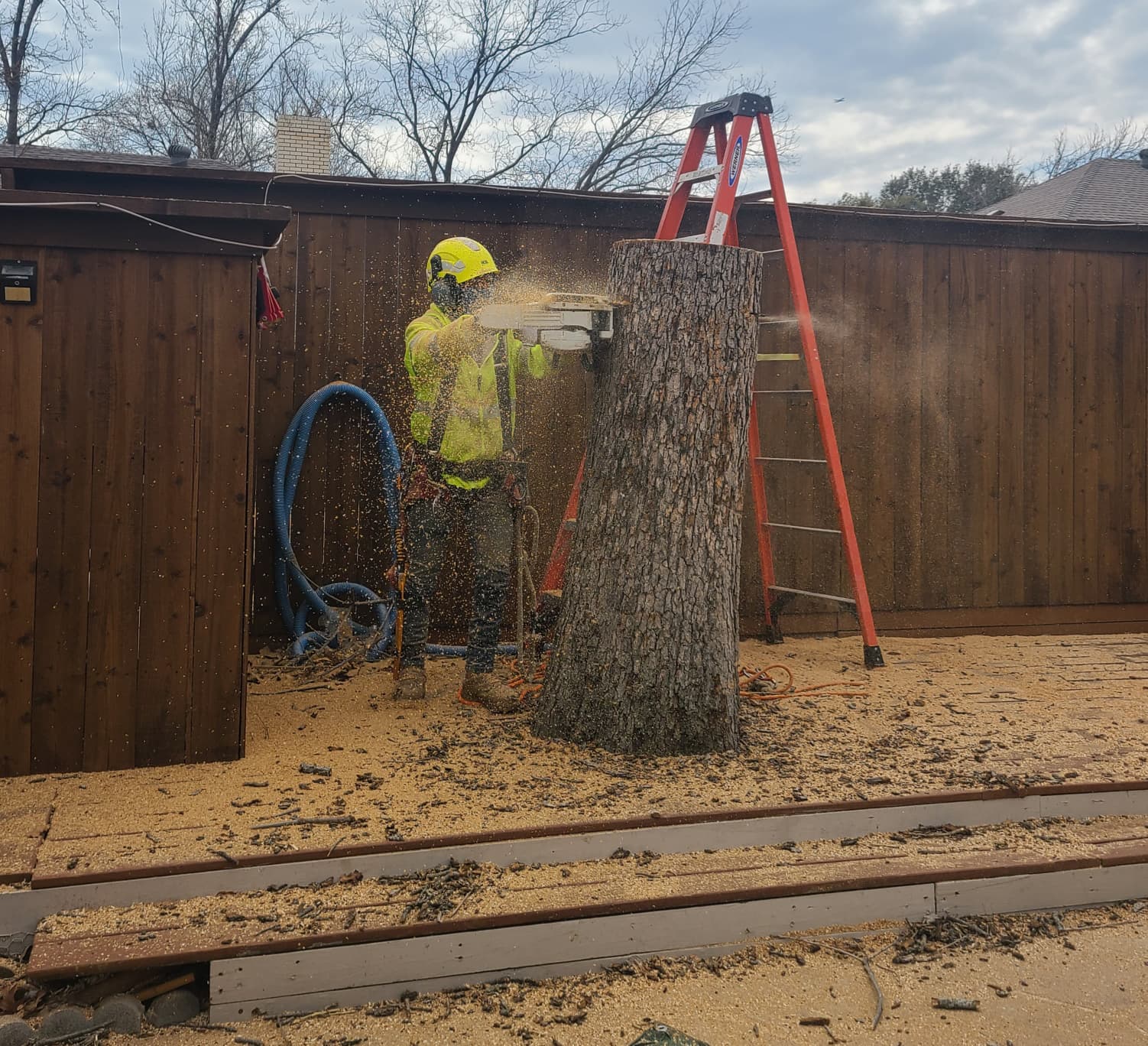 Tree Removal service