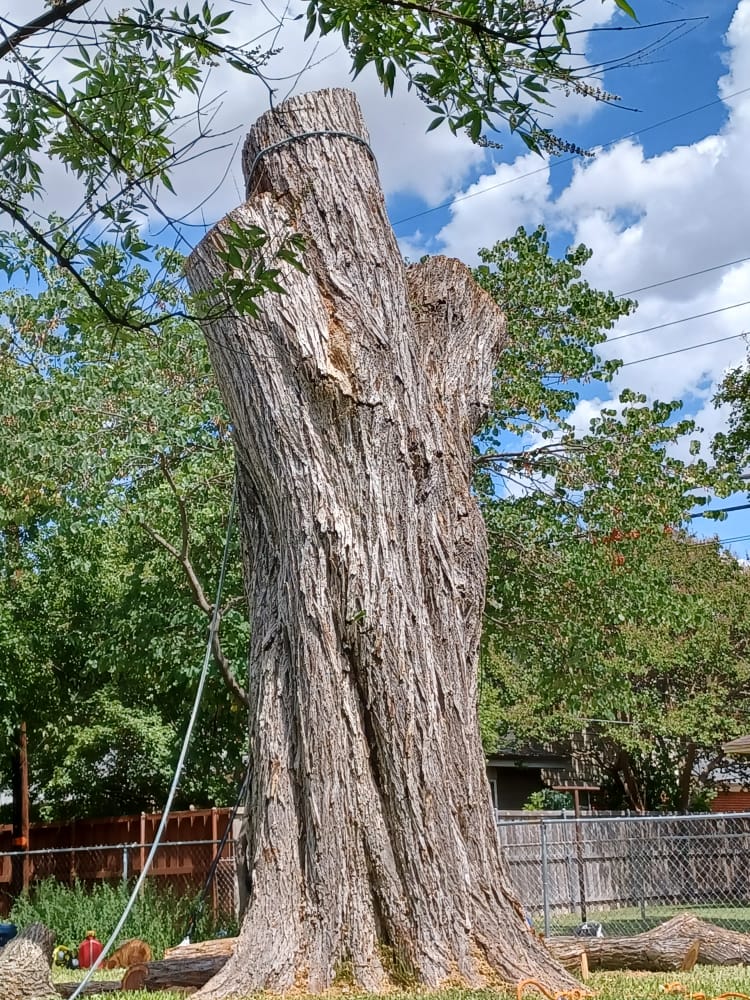 Stump Grinding service