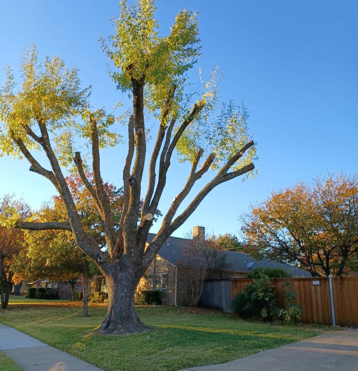 Stump Grinding service
