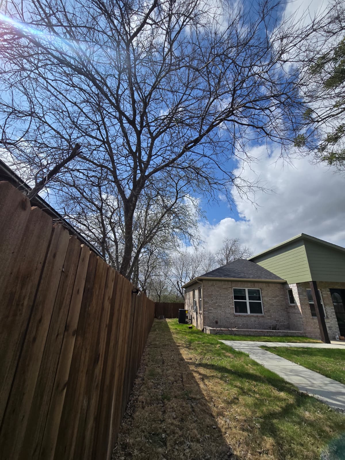 Tree Trimming service